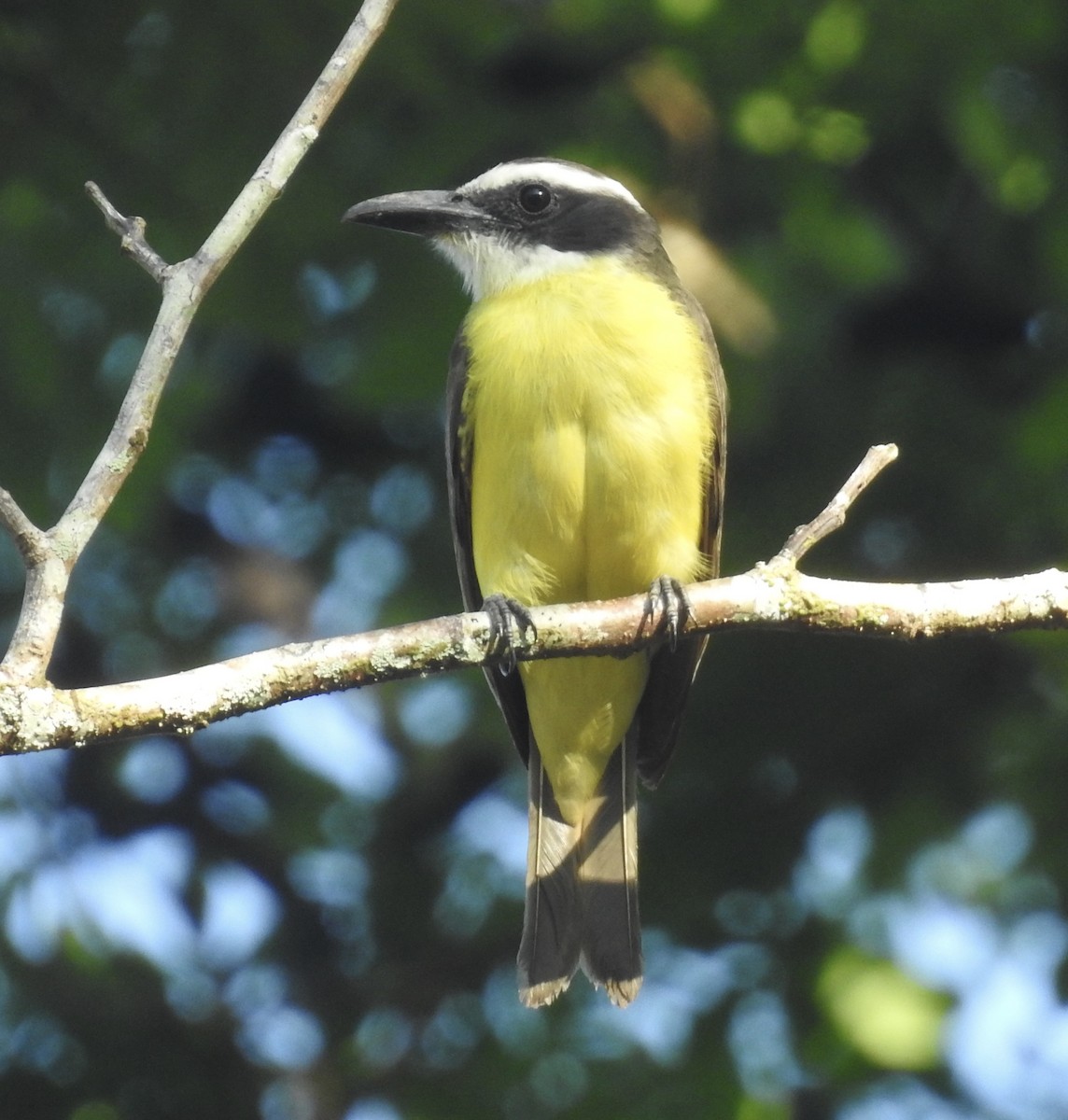 Boat-billed Flycatcher - Kelly Ducham