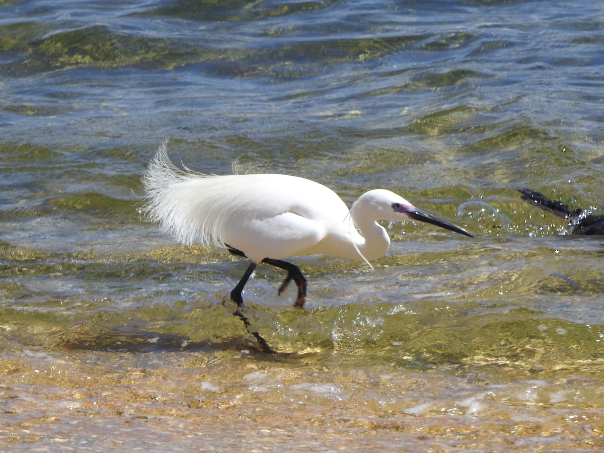 Little Egret - ML617433881