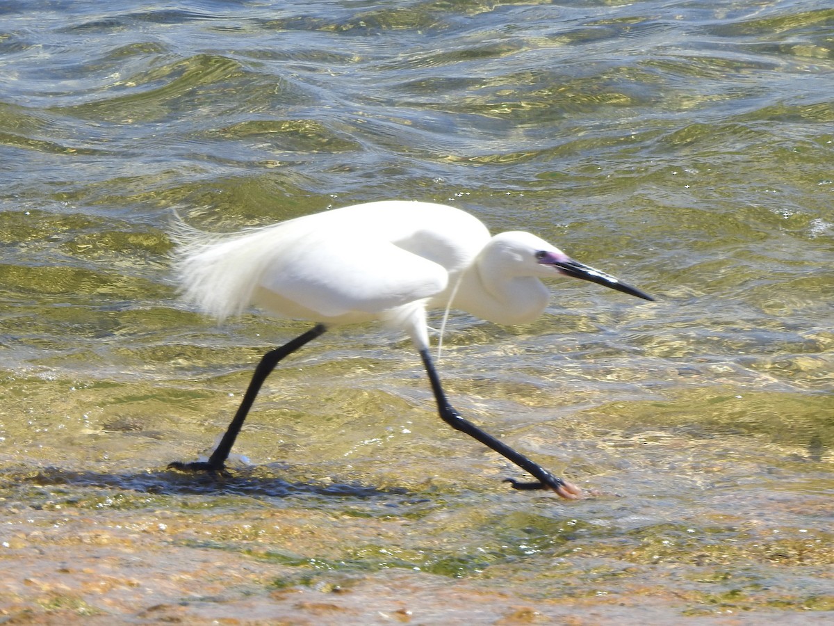 Little Egret - Dan Stoker