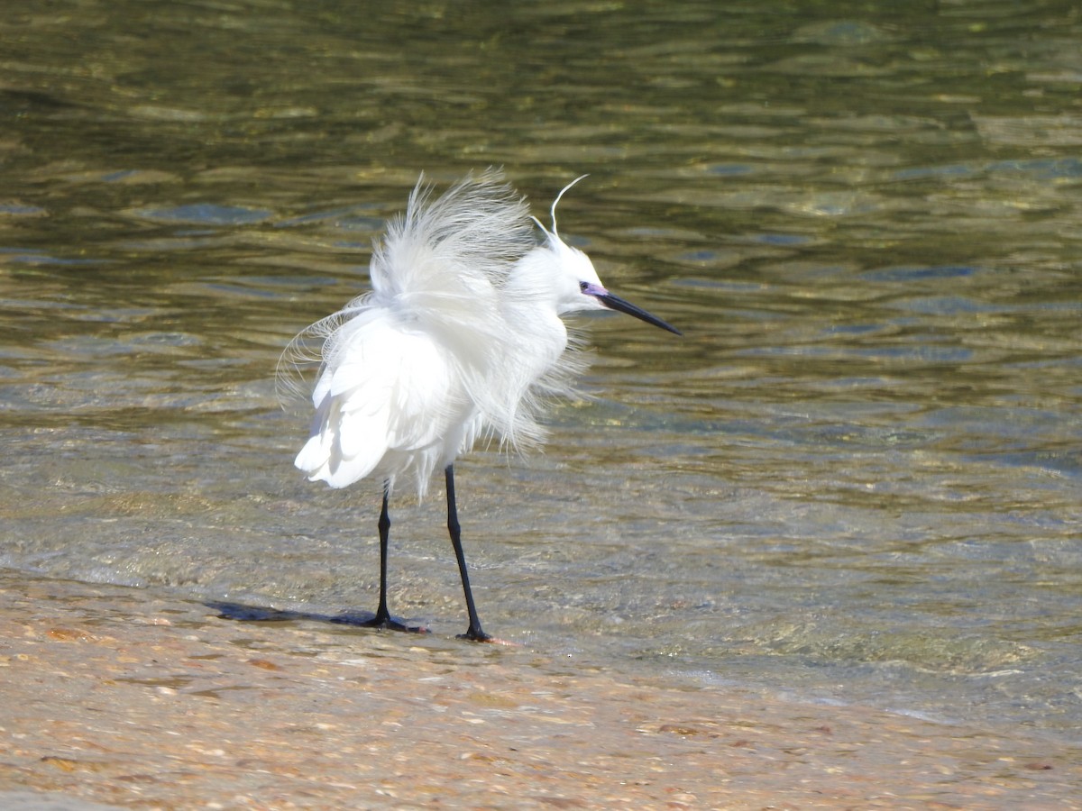 Little Egret - Dan Stoker