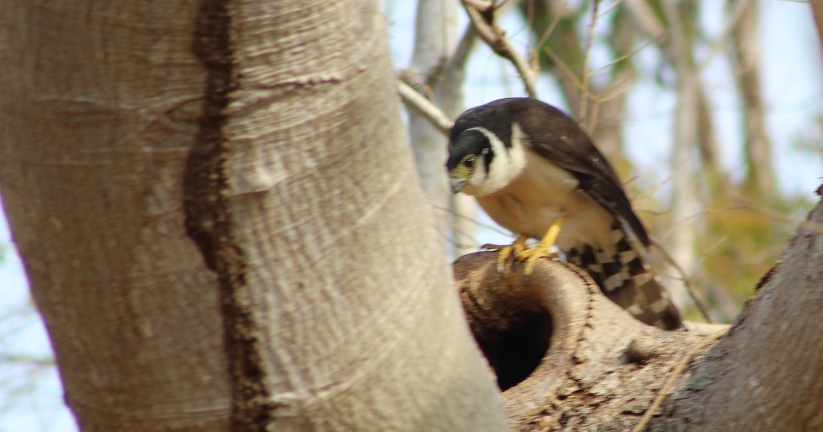 Collared Forest-Falcon - juventino chavez