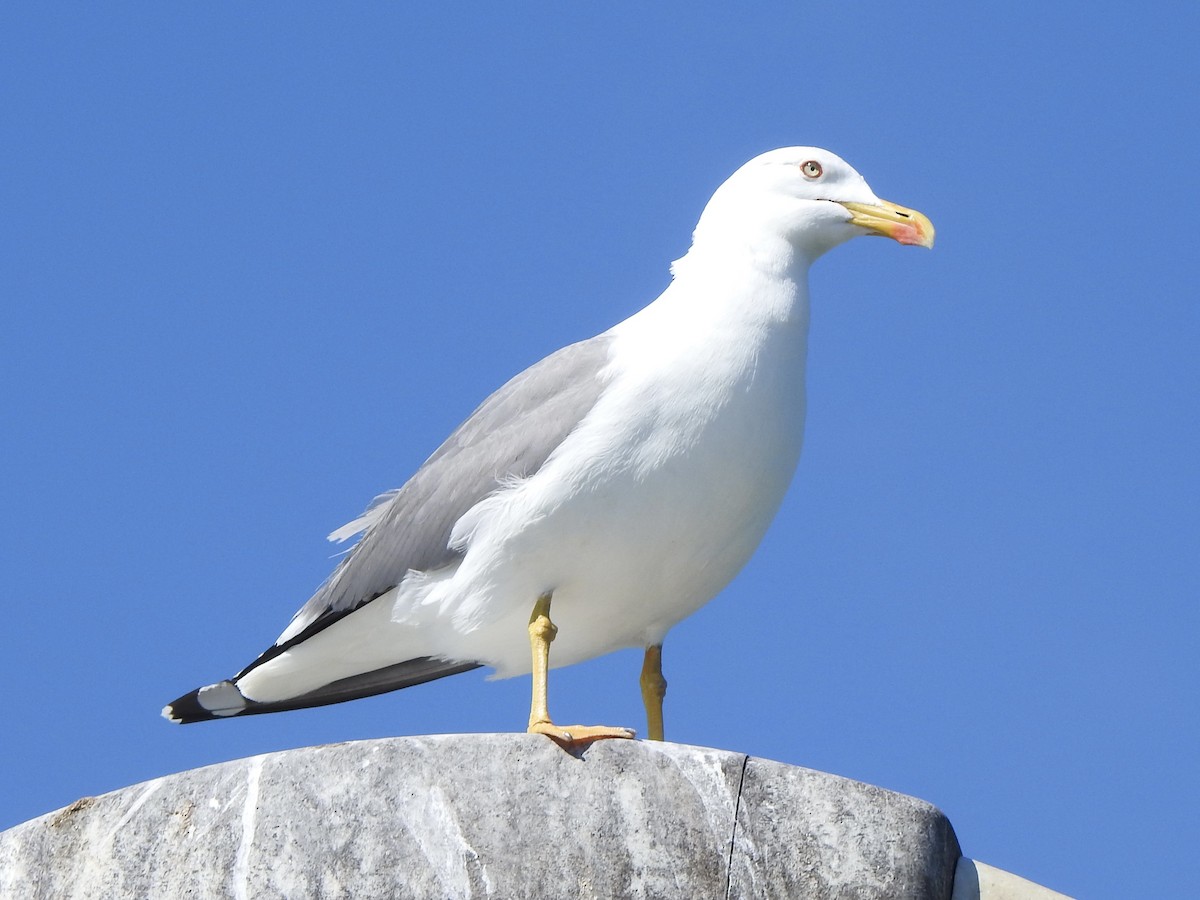 Yellow-legged Gull - ML617433918