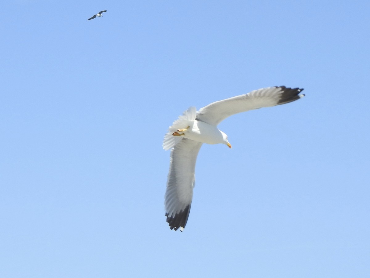 Gaviota Patiamarilla - ML617433919