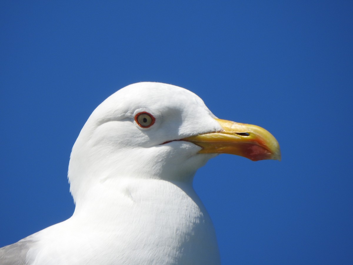 Gaviota Patiamarilla - ML617433920