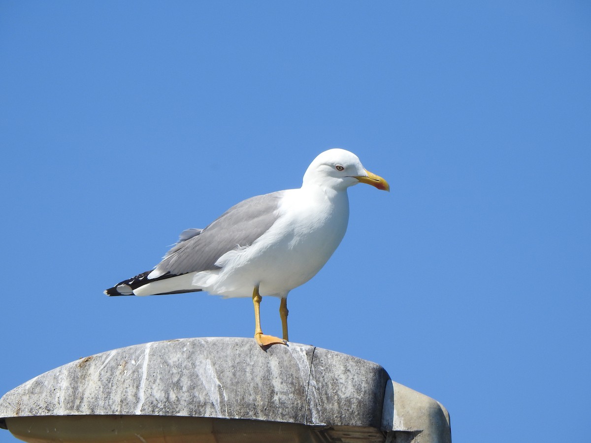 Gaviota Patiamarilla - ML617433921