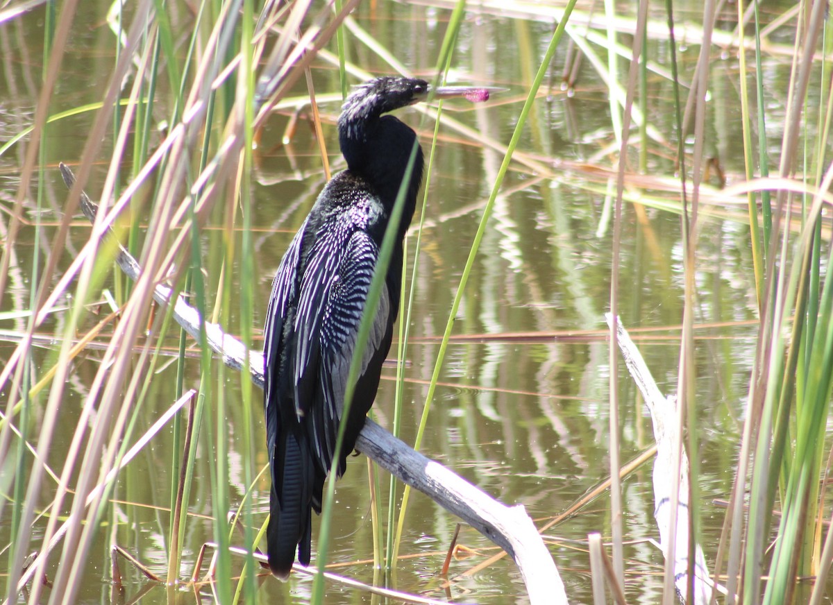 Amerika-Schlangenhalsvogel - ML617433923