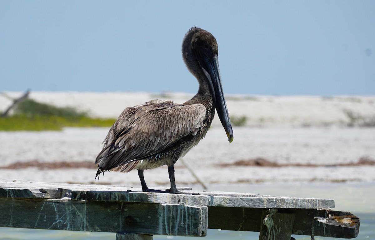 Brown Pelican - Richard Mckay