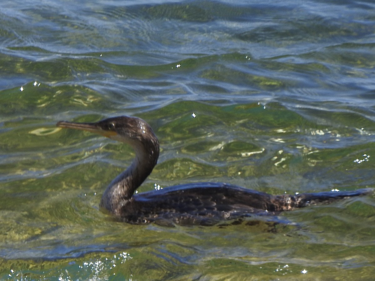 Great Cormorant - ML617433941