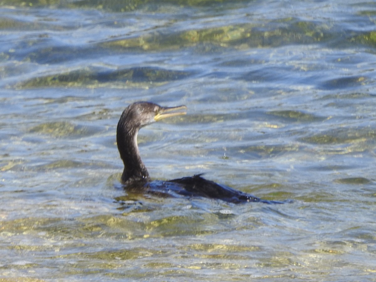 Cormorán Grande - ML617433942