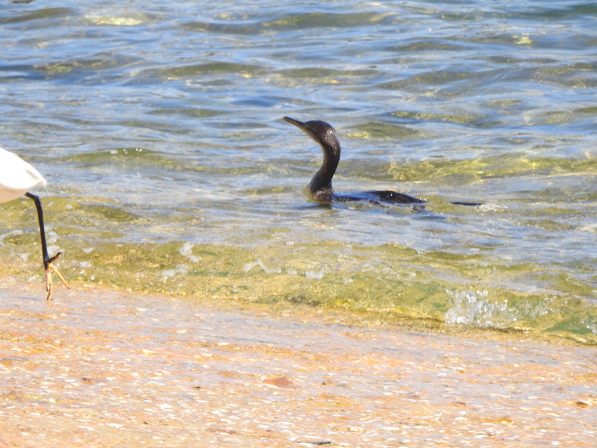 Great Cormorant - Dan Stoker