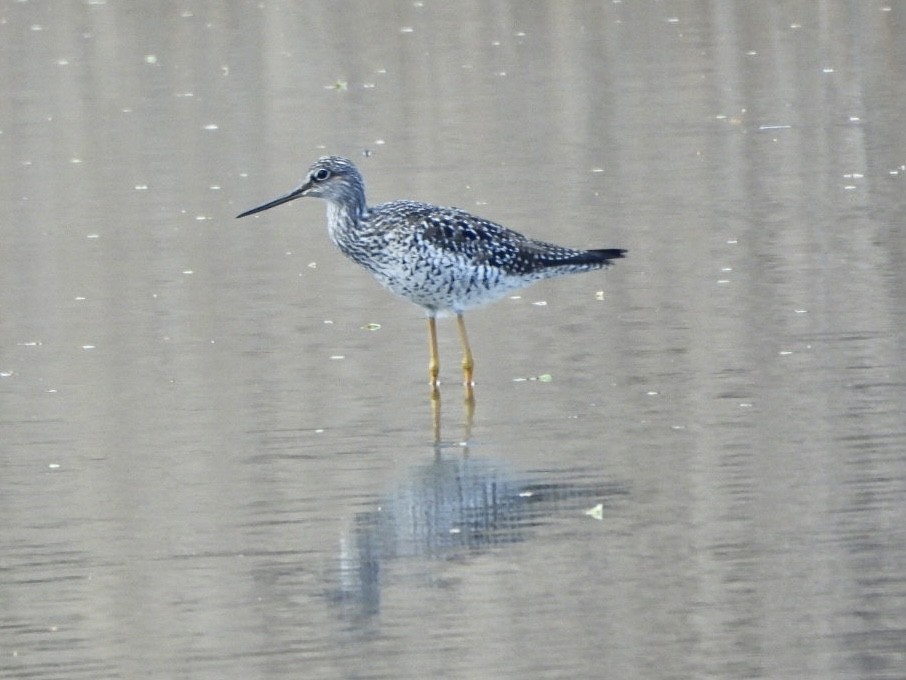 Greater Yellowlegs - ML617433953