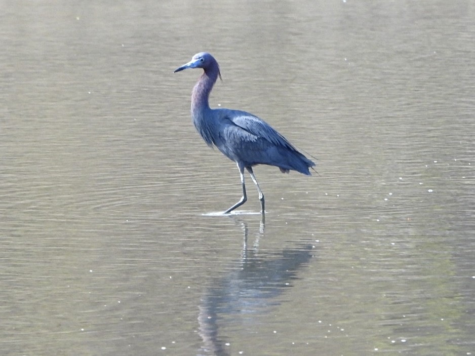 Little Blue Heron - Kate Byrne