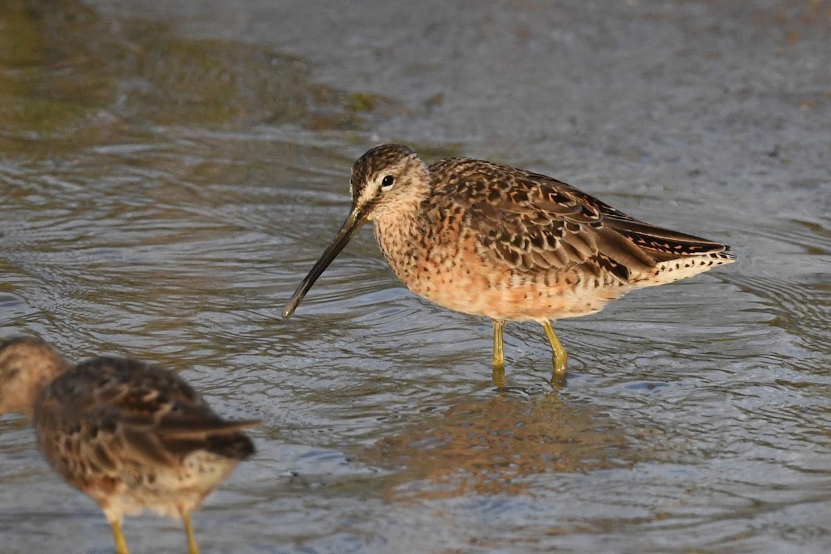 Short-billed Dowitcher - ML617434009