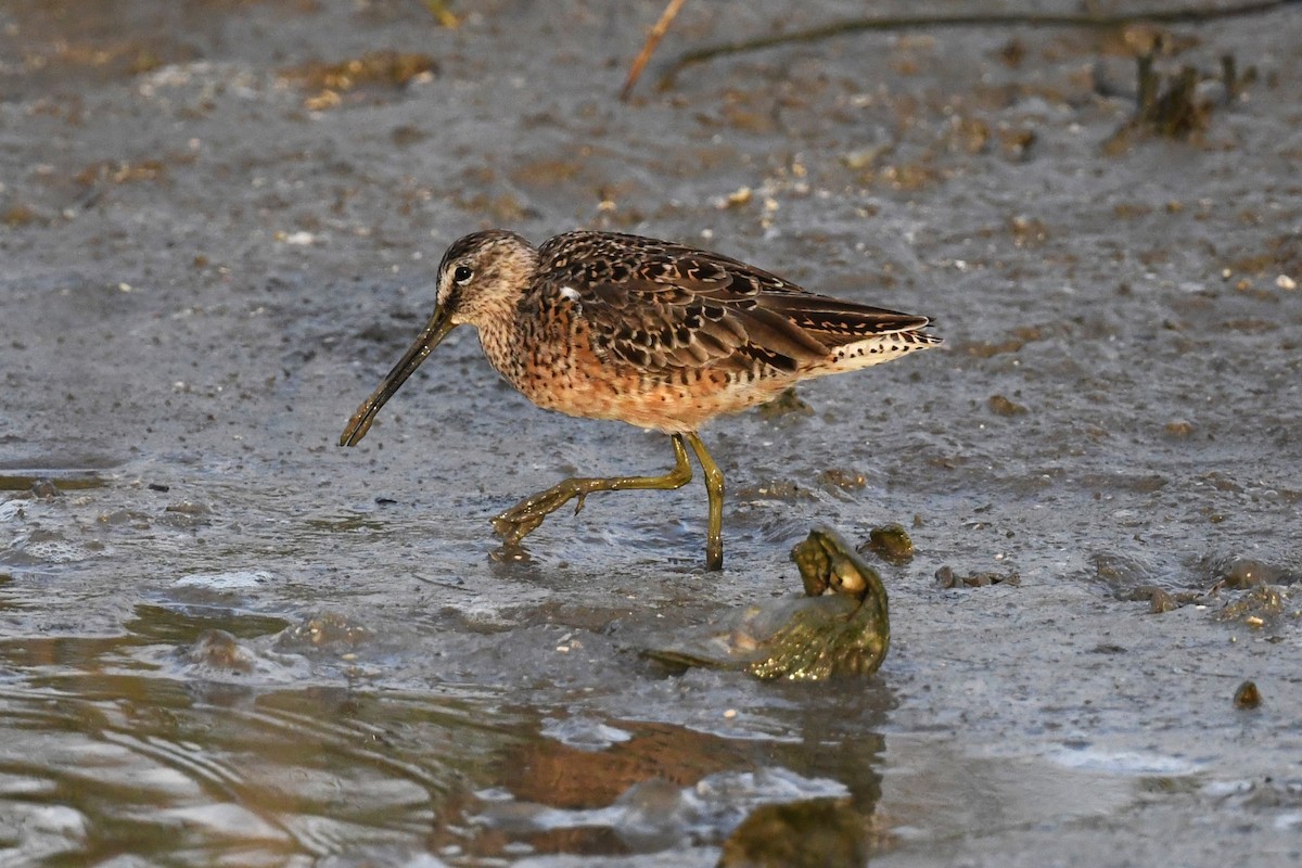 Short-billed Dowitcher - ML617434010