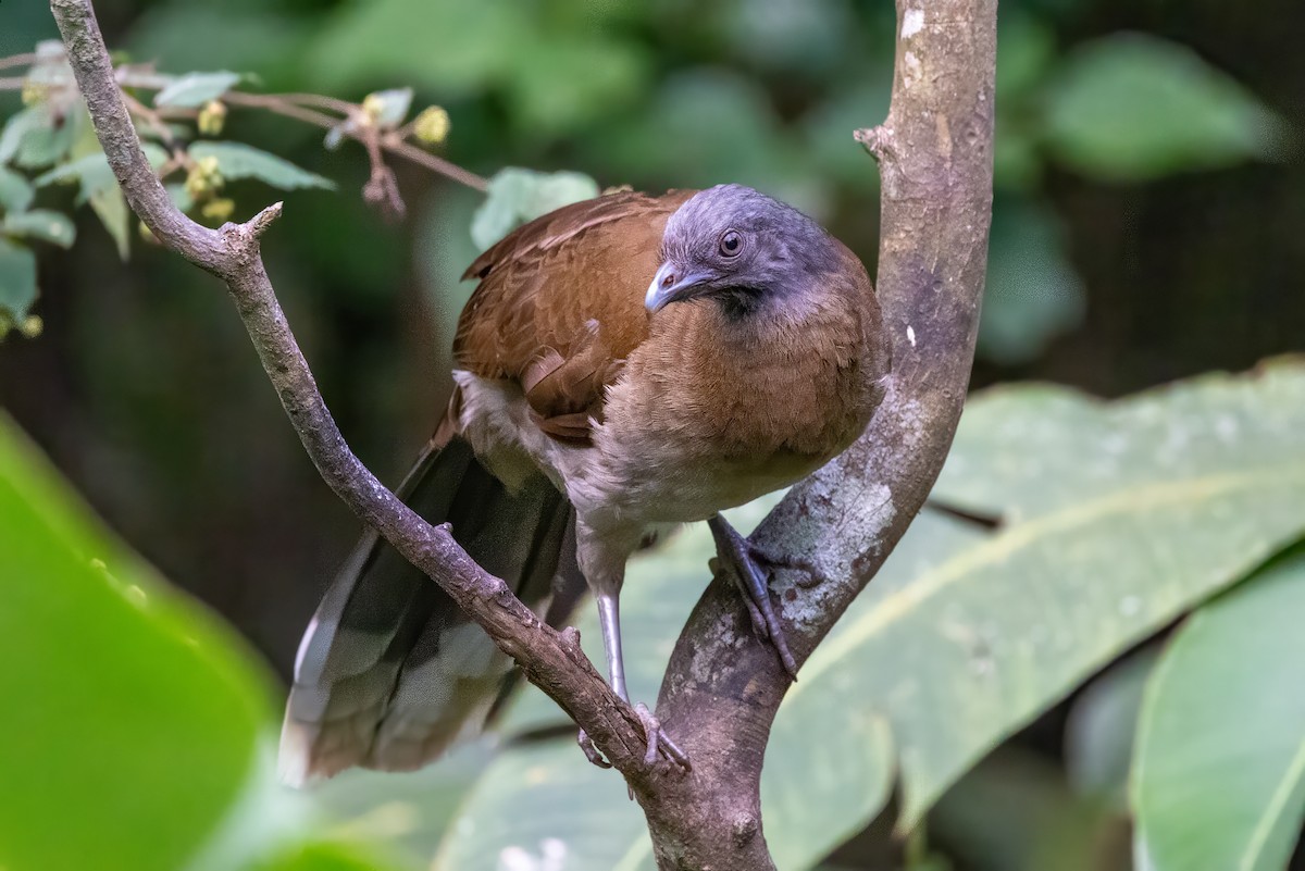 Gray-headed Chachalaca - ML617434124