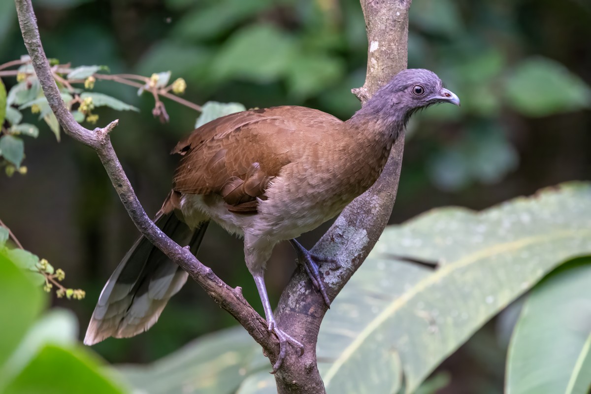 Gray-headed Chachalaca - ML617434125