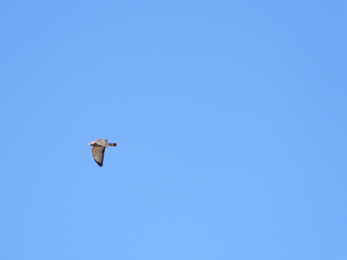 Broad-winged Hawk - Quentin Reiser