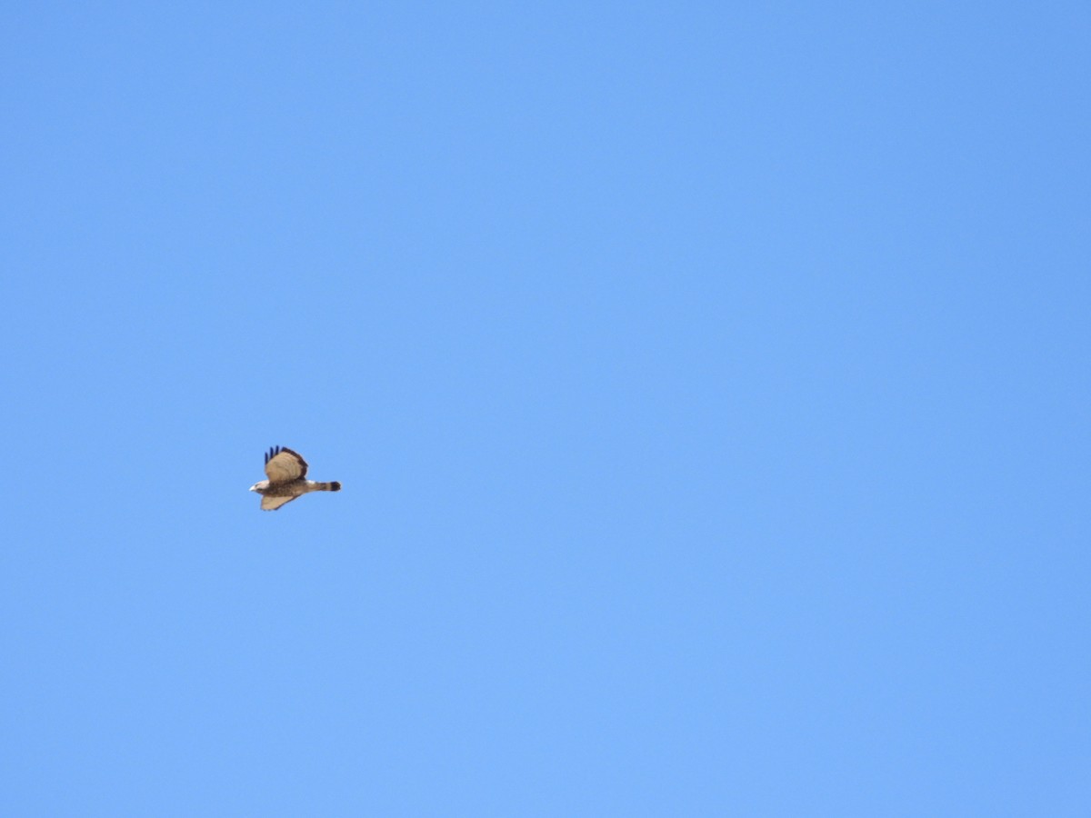 Broad-winged Hawk - ML617434146