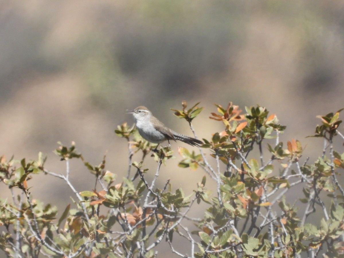 Bewick's Wren - ML617434164