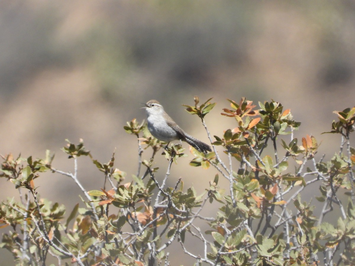 Bewick's Wren - Quentin Reiser