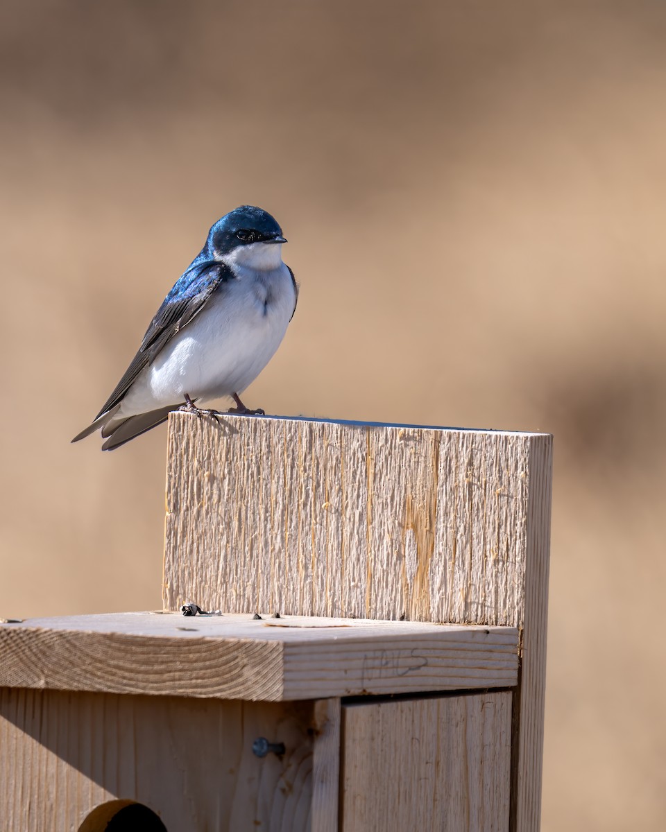 Tree Swallow - Matt Saunders