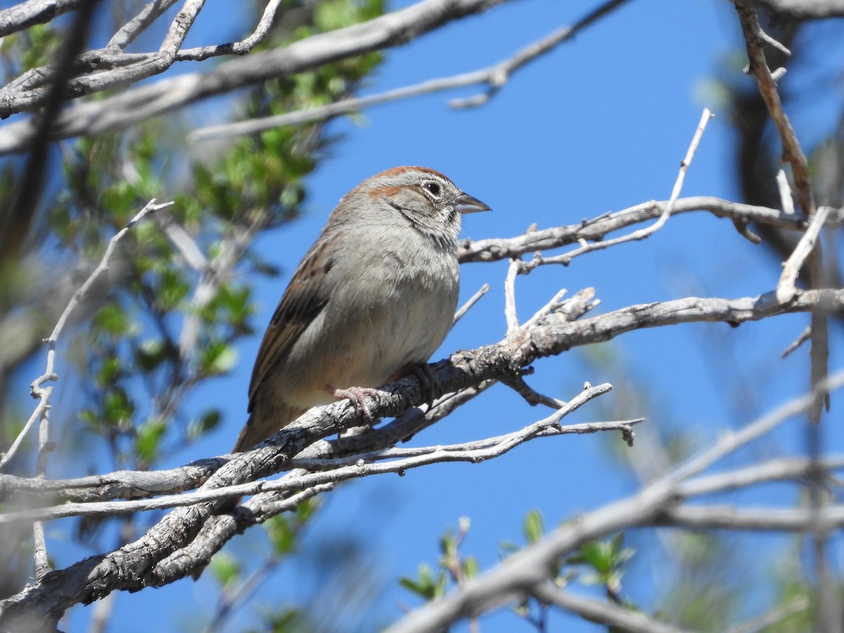 Rufous-crowned Sparrow - ML617434186
