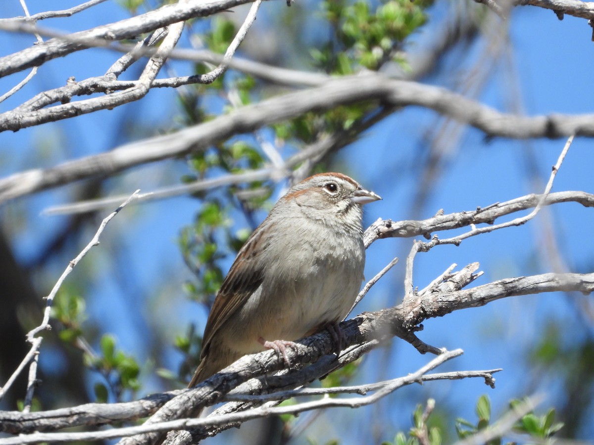 Rufous-crowned Sparrow - Quentin Reiser