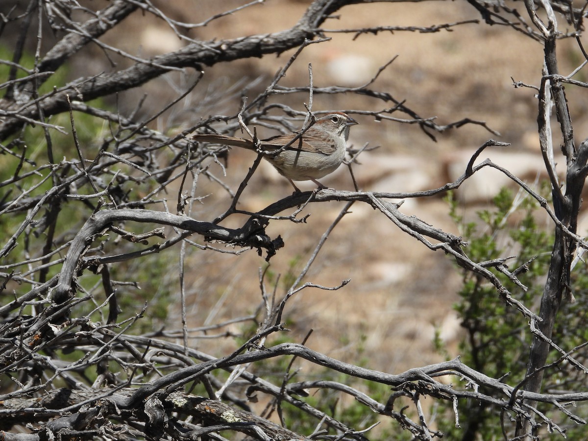 Rufous-crowned Sparrow - ML617434208