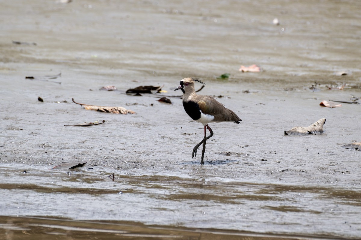 Southern Lapwing - ML617434228