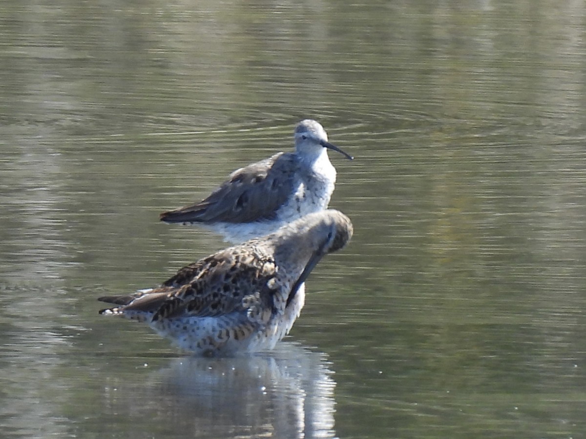 Stilt Sandpiper - ML617434231