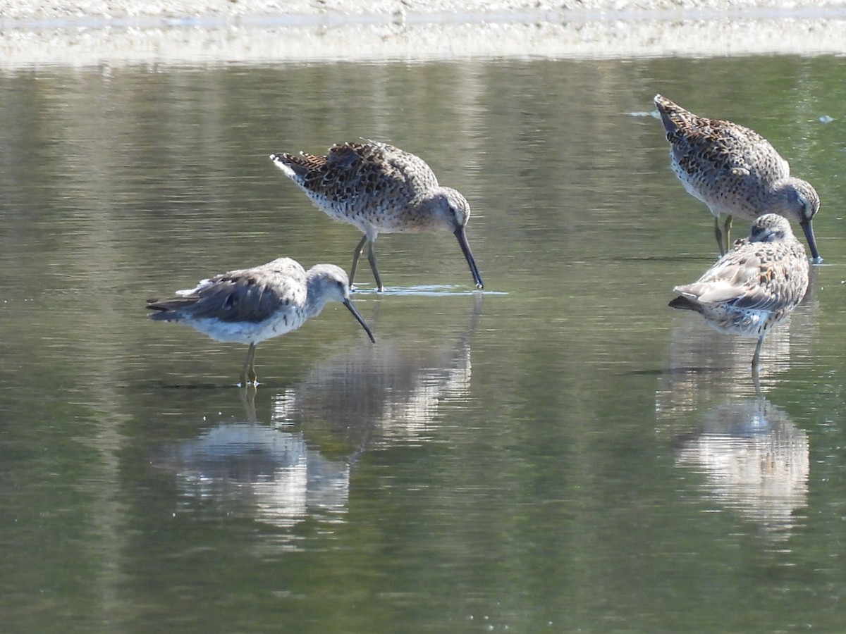 Stilt Sandpiper - ML617434232