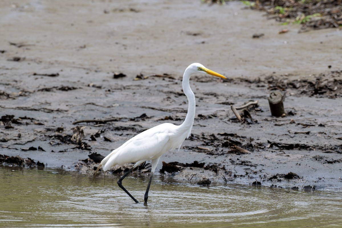 Great Egret - ML617434278