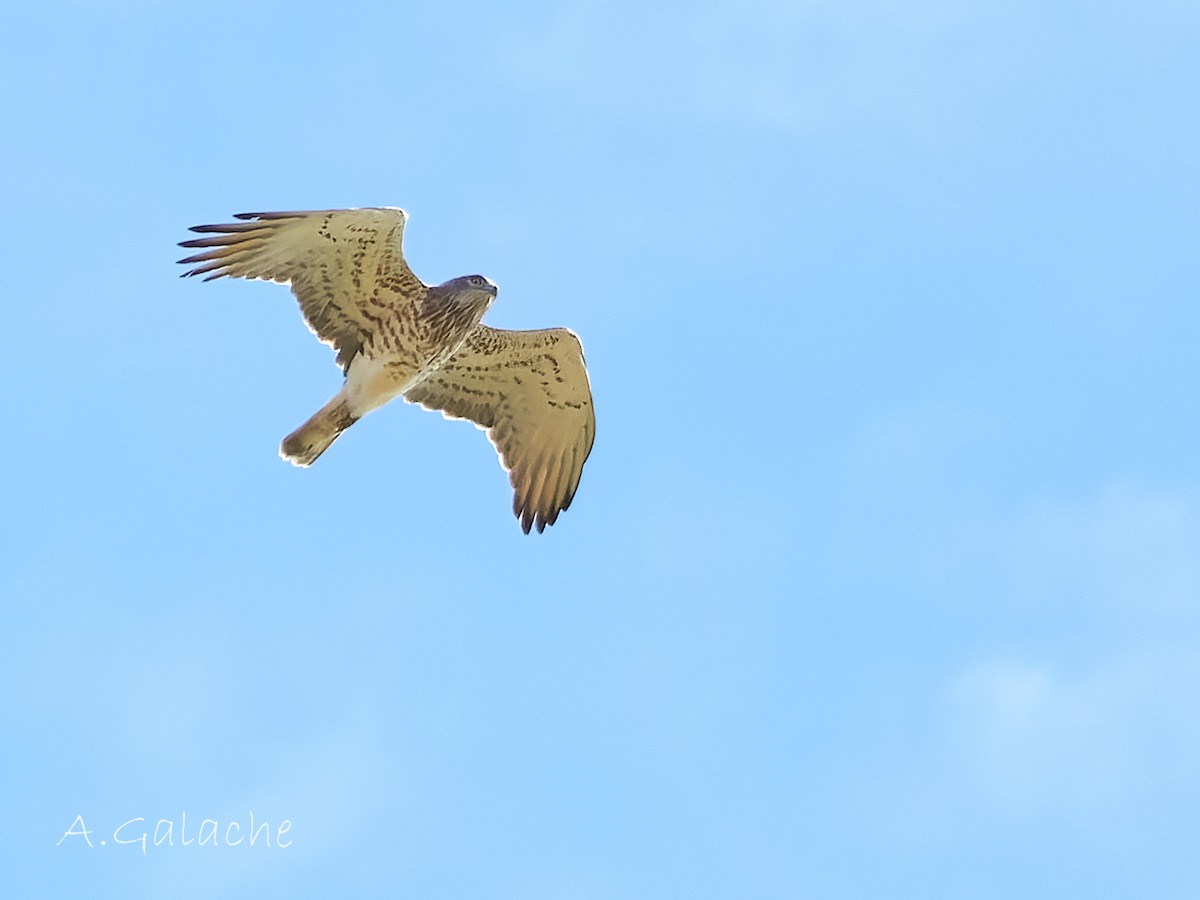 Short-toed Snake-Eagle - A. Galache