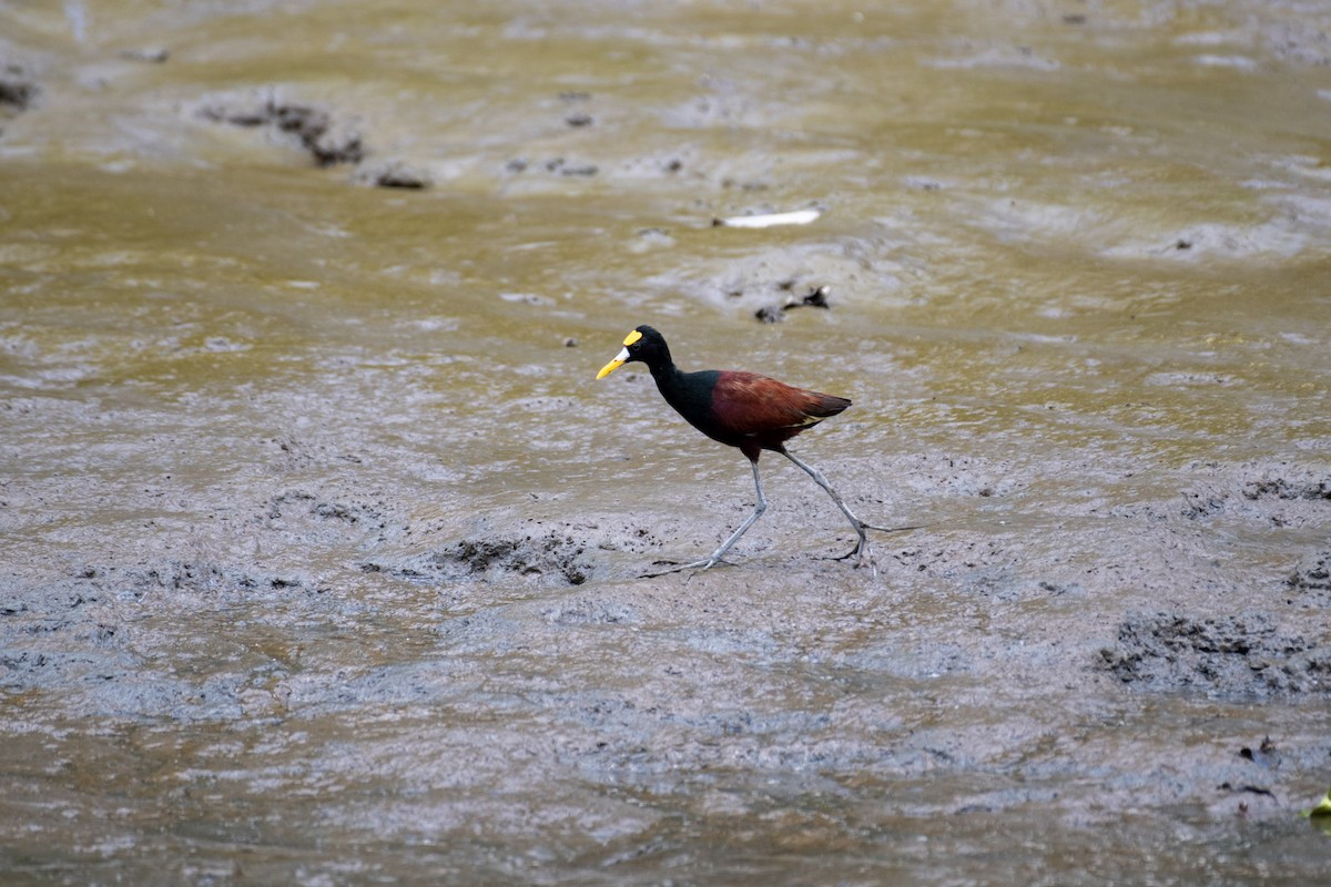 Northern Jacana - ML617434306