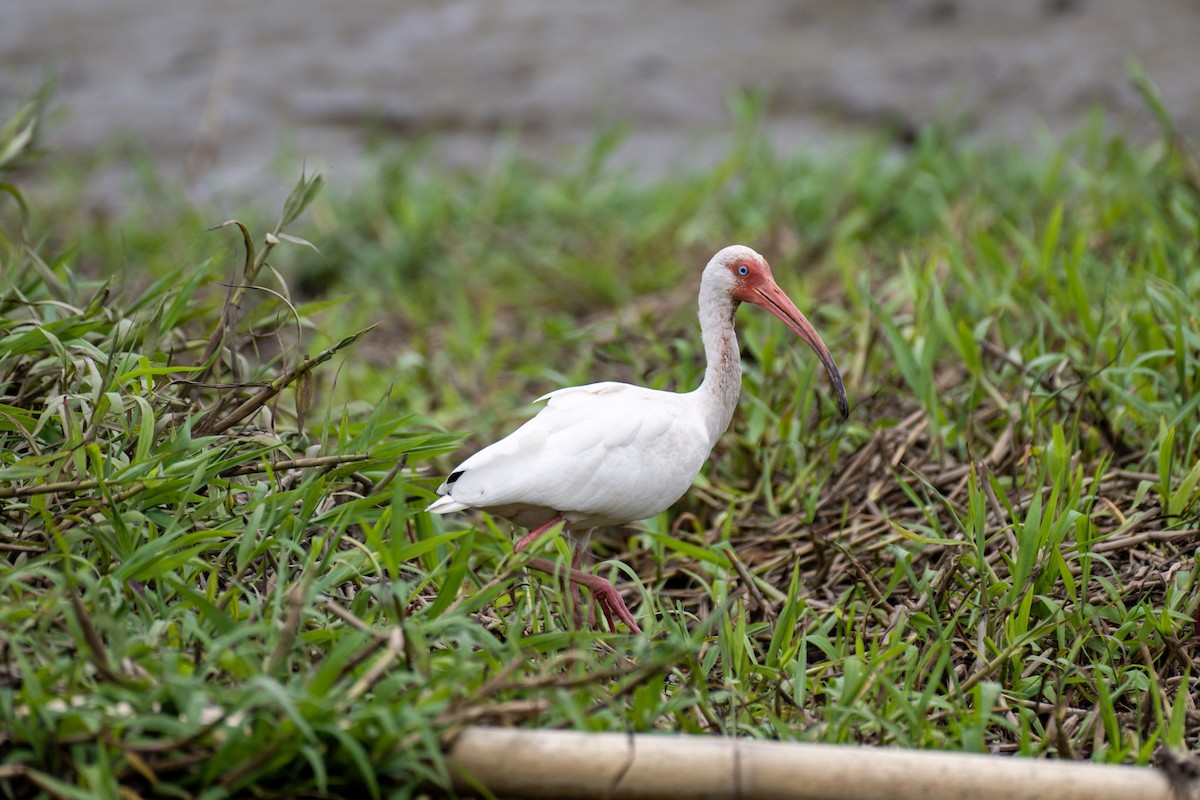 White Ibis - ML617434340