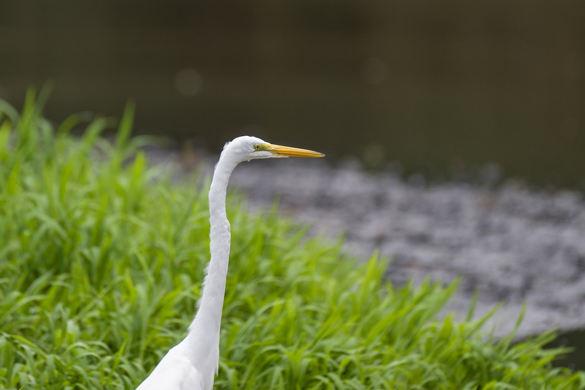 Great Egret - ML617434371