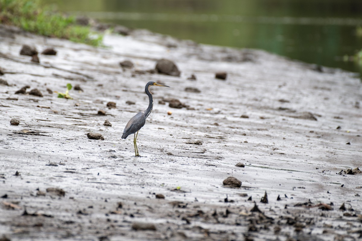 Tricolored Heron - ML617434383