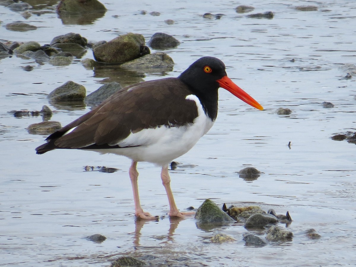 American Oystercatcher - ML617434426