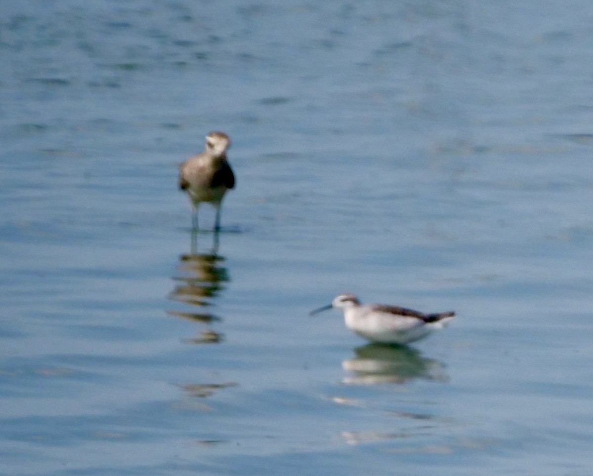 Wilson's Phalarope - ML617434432