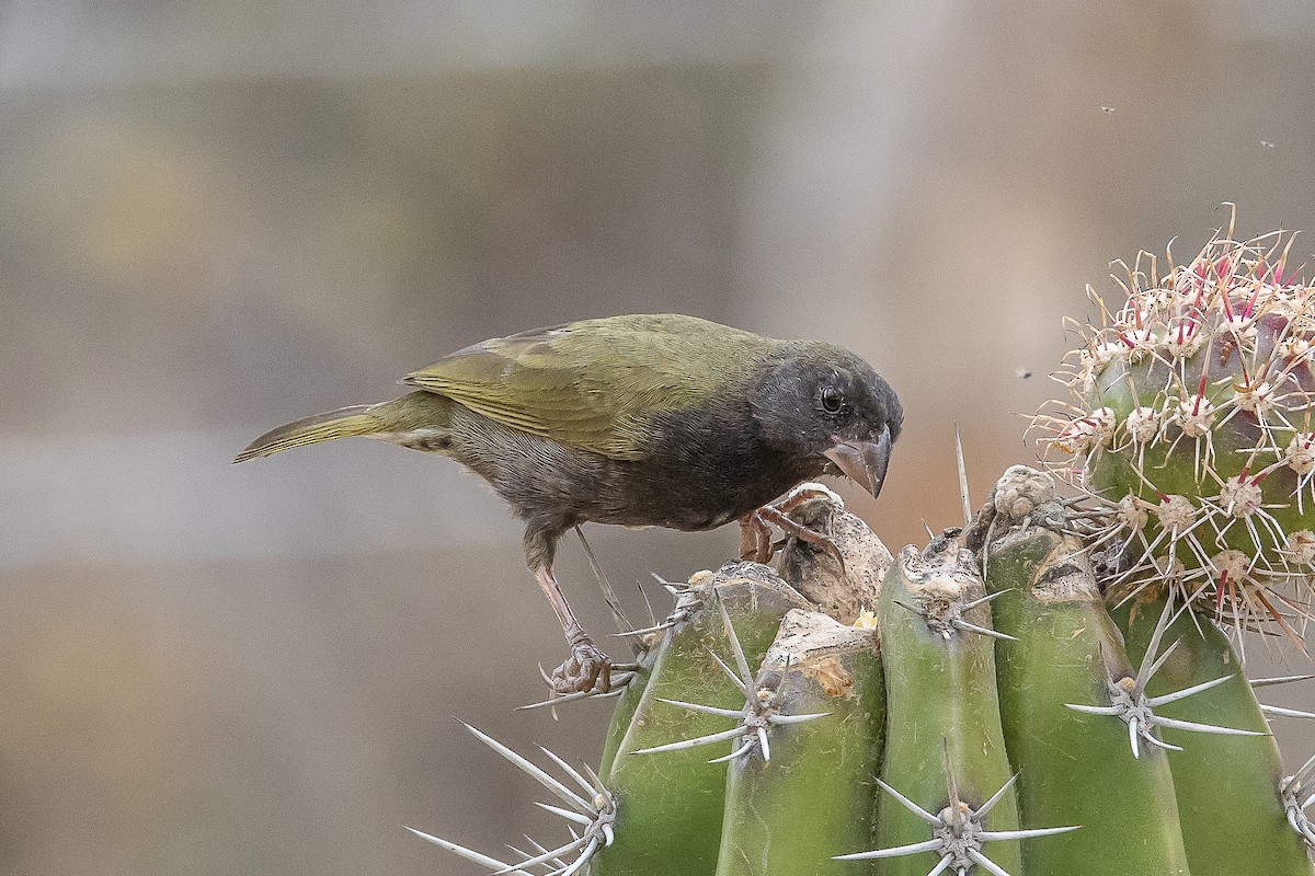 Black-faced Grassquit - ML617434438