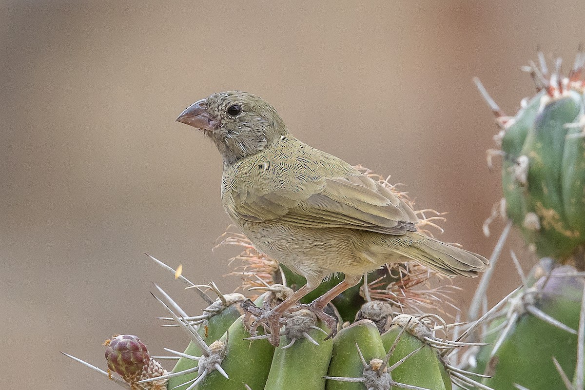 Black-faced Grassquit - Paul Budde