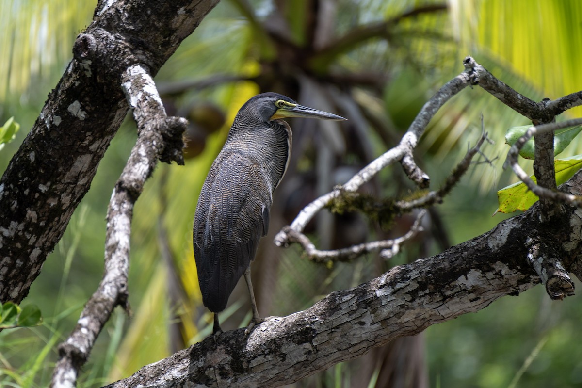 Bare-throated Tiger-Heron - ML617434451