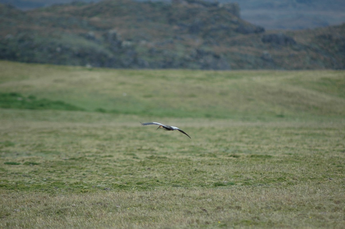 Andean Ibis - Francisco Sornoza