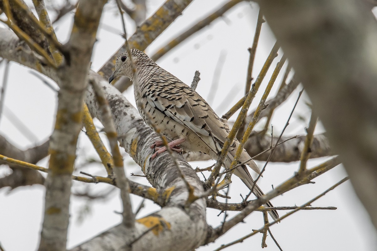 Scaled Dove - Paul Budde