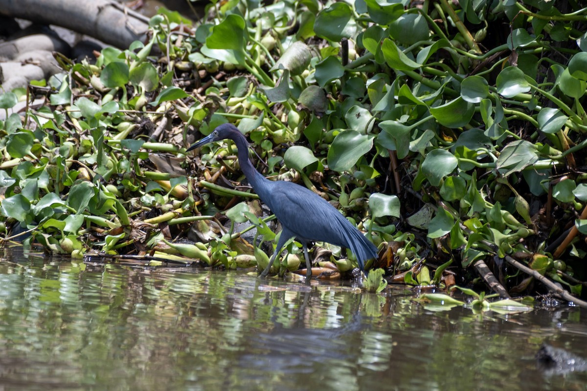 Little Blue Heron - ML617434484