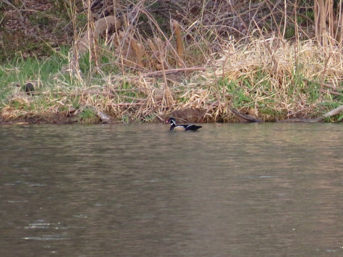 Wood Duck - ML617434503