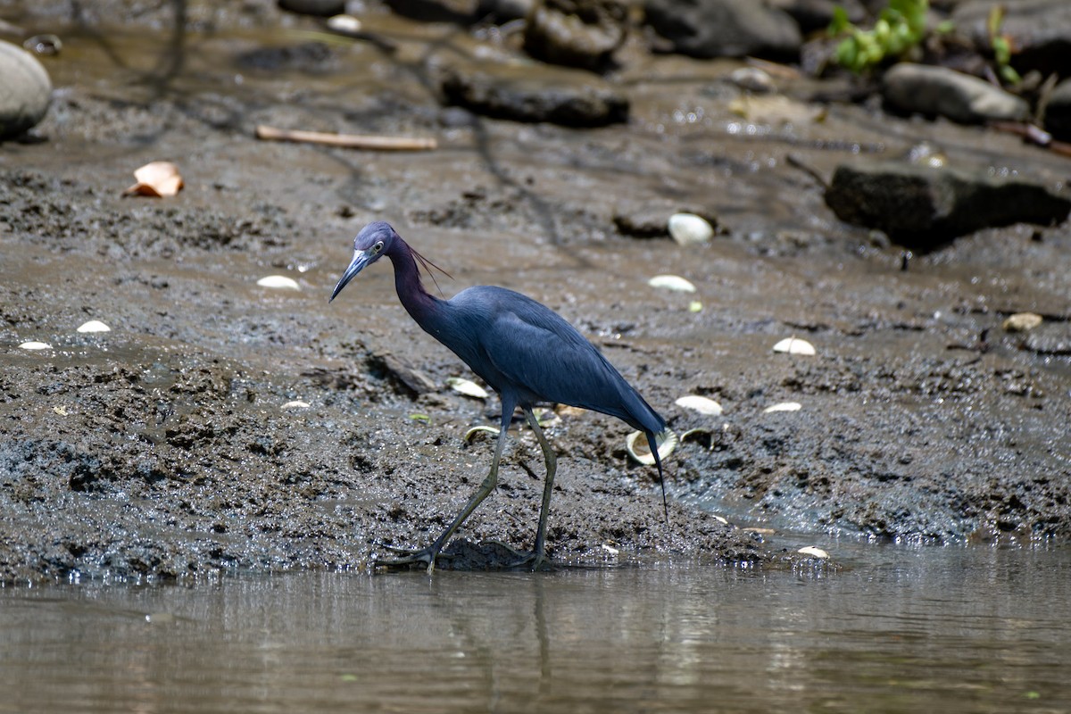 Little Blue Heron - ML617434512