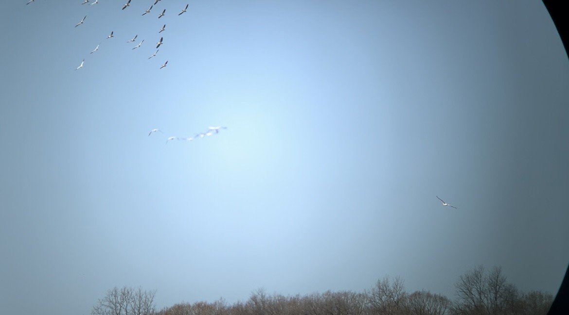 American White Pelican - ML617434516