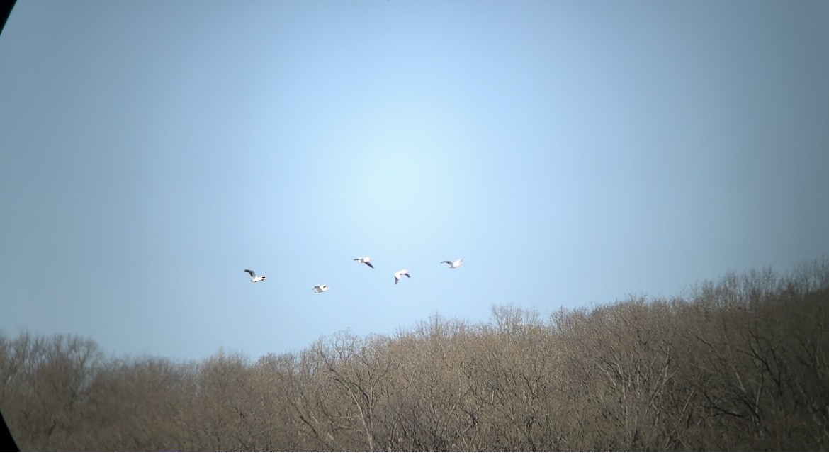 American White Pelican - ML617434517