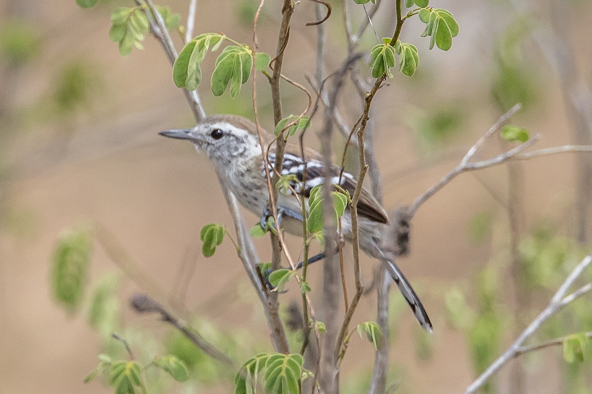 Northern White-fringed Antwren - Paul Budde